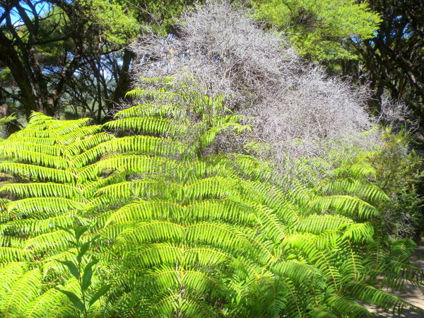 Abel Tasman - 2.jpg