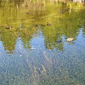 Lake Rotoroa Nelson -2 NZ 20090206.jpg