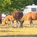 Motueka-1 Abel Tasman NZ 20090206.jpg