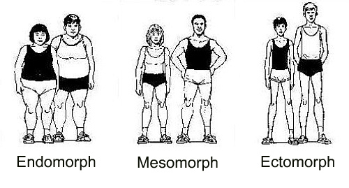 Adult-Fitness-endomorph-mesomorph-ectomorph-body-types.jpg