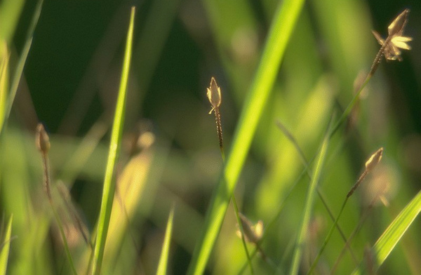 小草