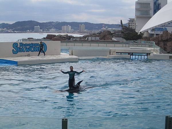 鴨川sea world虎鯨秀