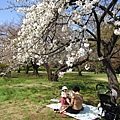 小石川公園花見