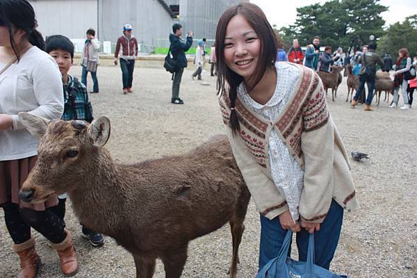 奈良小鹿兒