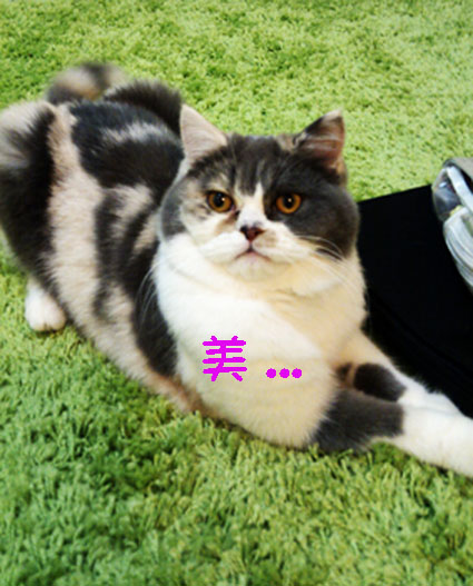 美薑薑1.jpg 美薑薑1.jpg