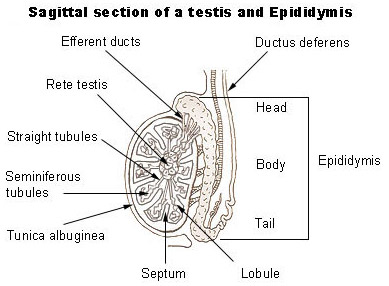 testis.jpg