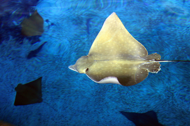 「雪花鸭嘴燕魟」像似在空中飞翔
