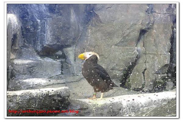 花魁鳥 婉筠與家豪的小格子 痞客邦 花魁鳥 婉筠與家豪的小格子 痞客邦