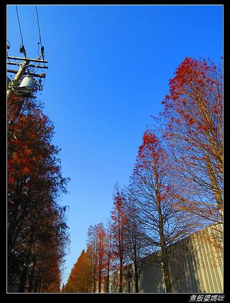 大溪石園路落羽松7.jpg