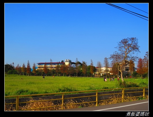 大溪石園路落羽松9.jpg