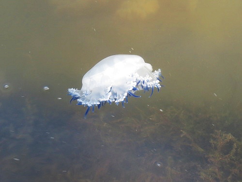 林園海洋濕地公園19jpg.jpg