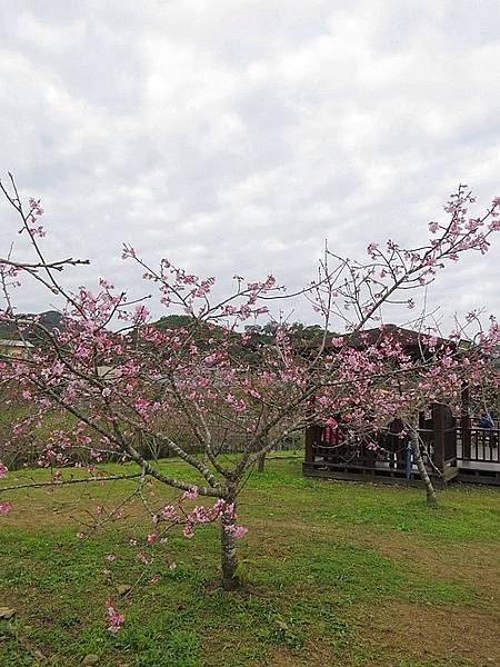 105-02-10小半天石馬公園3.jpg