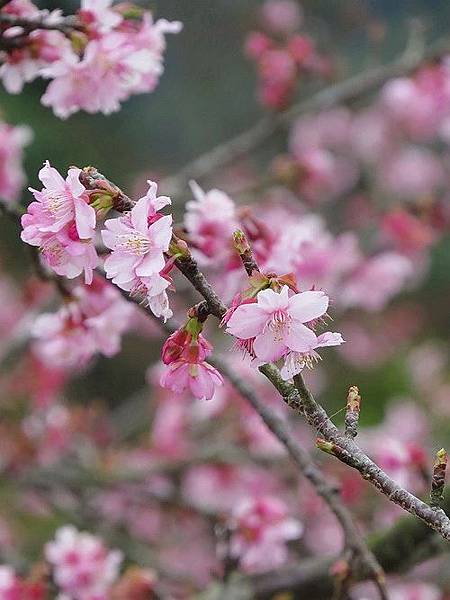 105-02-10小半天石馬公園5.jpg