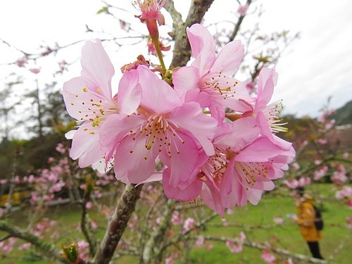 105-02-10小半天石馬公園9jpg.jpg