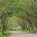 藍花楹隧道.jpg