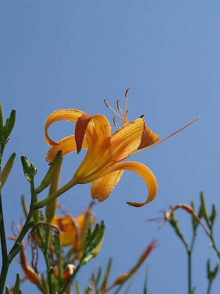 太麻里金針山 (23).JPG