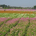 2016花田喜事勁樂橋頭 (25).jpg