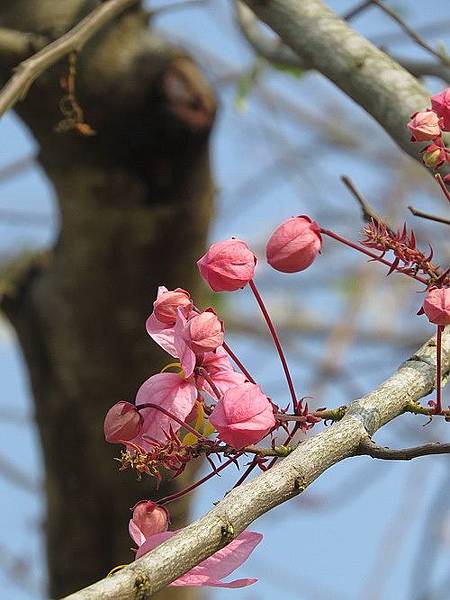 花旗木7.jpg