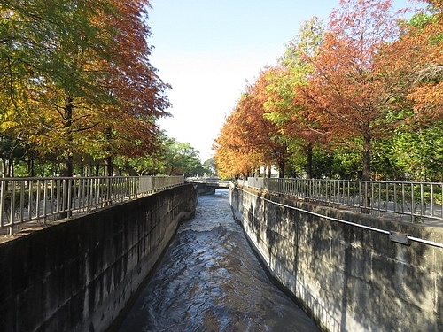 林內水利博物館落羽松9.jpg