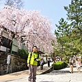 佐保川 長谷寺 郡山城跡  (233)