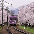 嵐山 宇多治 平野神社 (267).JPG