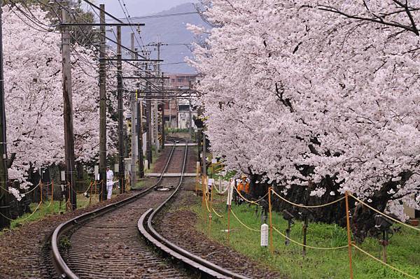 平野神社2.JPG