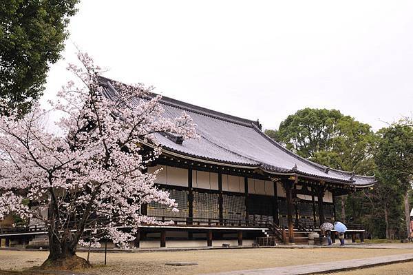 平野神社15.JPG