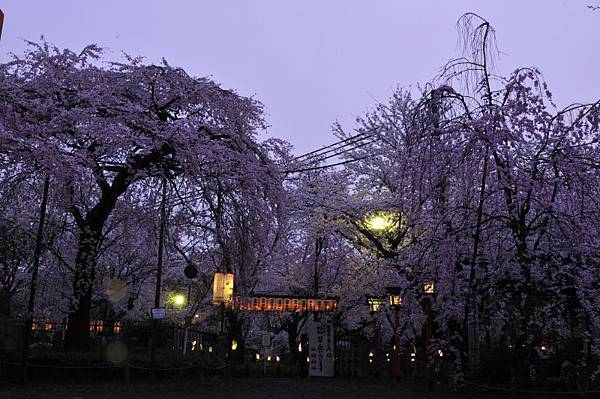 平野神社36.JPG