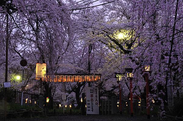 平野神社37.JPG