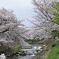 雨佐5.JPG