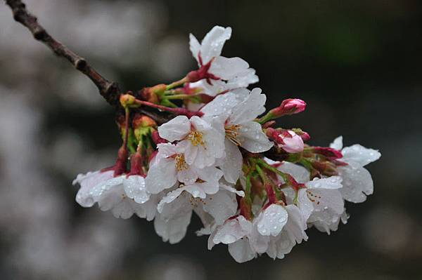 雨佐19.JPG