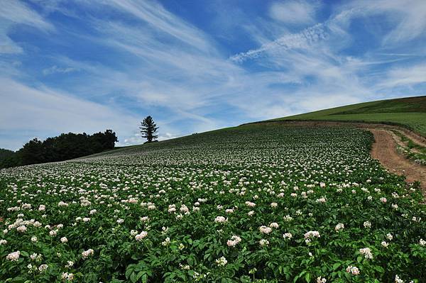 馬鈴薯花田 美髮人單車生活日誌 痞客邦
