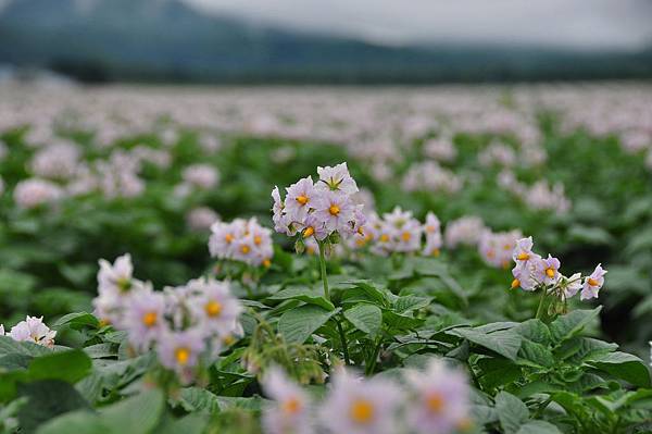 馬鈴薯花 (2)