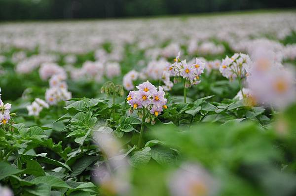 馬鈴薯花 (4)