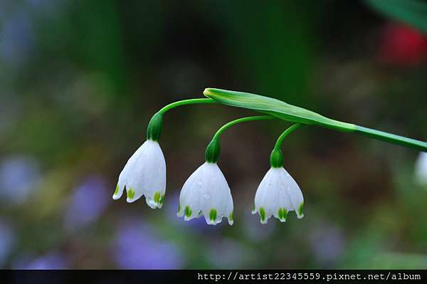 鈴蘭花 美髮人單車生活日誌 痞客邦