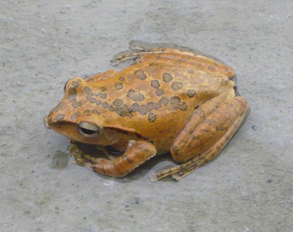 frog.jpg