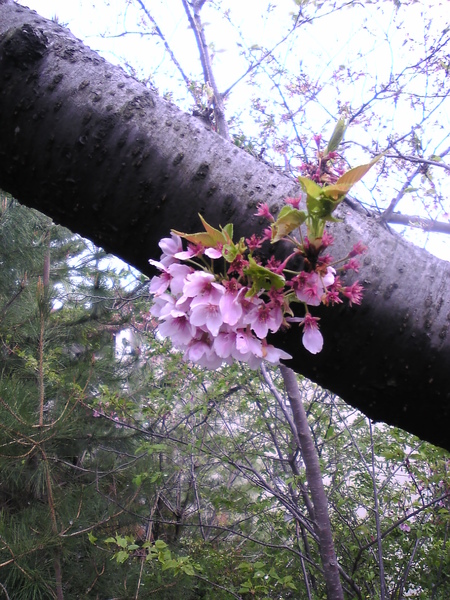 4月櫻花