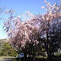 校內的櫻花