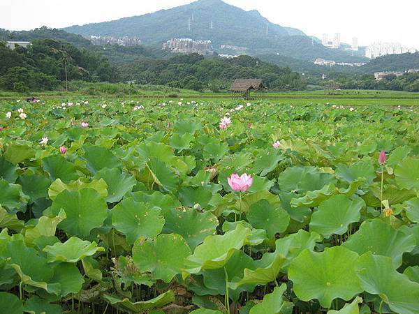 荷花池寫生