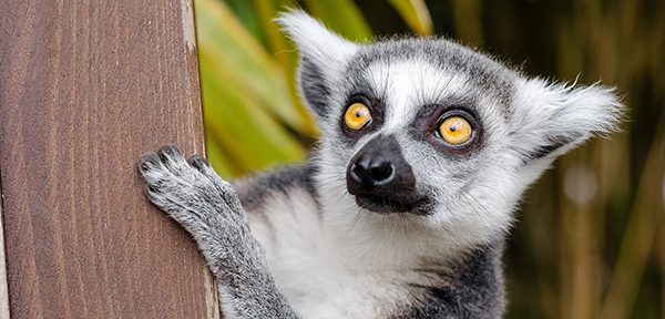 lemur-1045220_1920.jpg lemur-1045220_1920.jpg