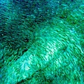 水上活動-看熱帶魚004.jpg