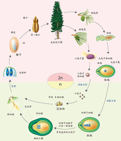 圖4-6