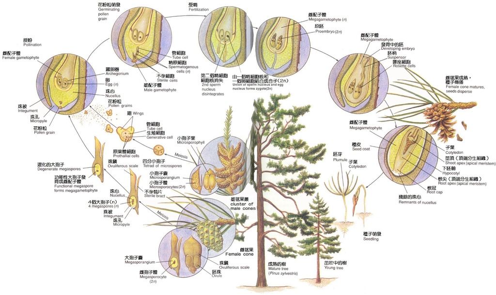 深坐蹙峨眉 不清不楚的裸子植物生活史 Arvalis的部落格 痞客邦 深坐蹙峨眉 不清不楚的裸子植物生活史 Arvalis的部落格 痞客邦