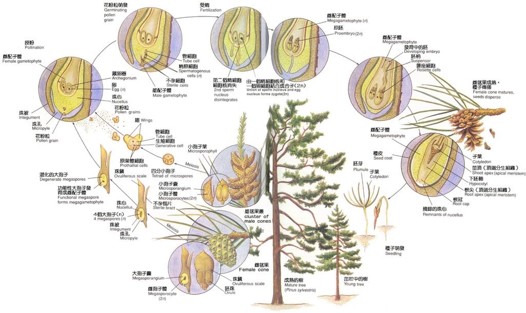 pine life cycle