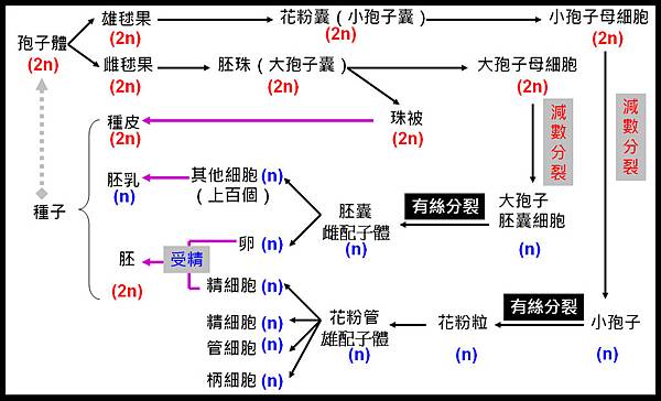 裸子植物的生活史