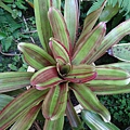 DSC09402Neoregelia Amazing Grace.JPG