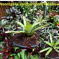 Neoregelia carcharodon 'Rainbow' (2).jpg