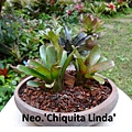 Neo.'Chiquita Linda'.jpg