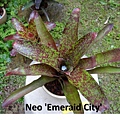 Neo 'Emeraid City' arvin.jpg