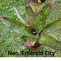 Neo 'Emeraid City'.jpg